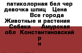 патиколорная бел/чер девочка шпиц › Цена ­ 15 000 - Все города Животные и растения » Собаки   . Амурская обл.,Константиновский р-н